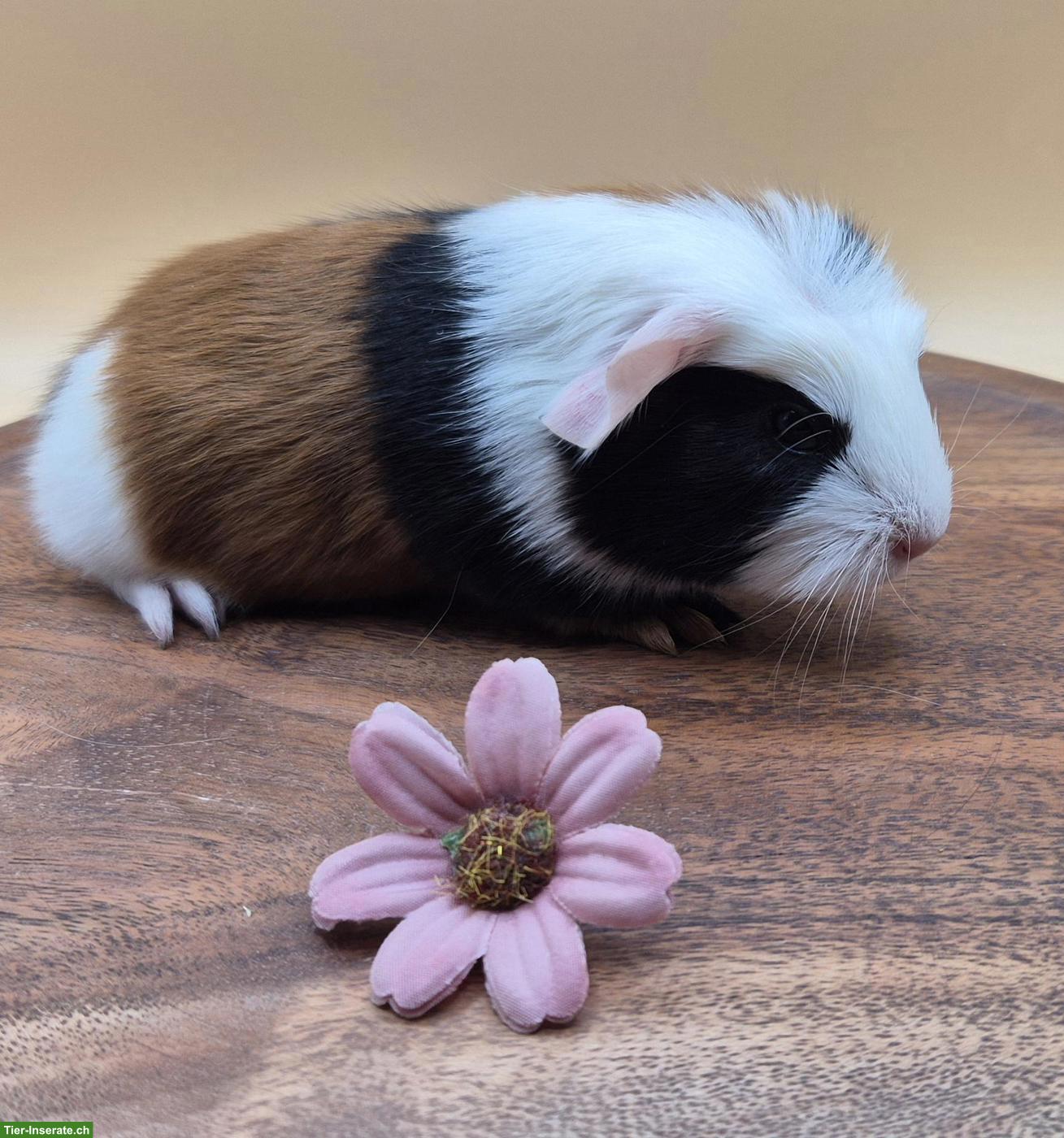 Bild 5: Super süsse Meerschweinchen Frühkastraten