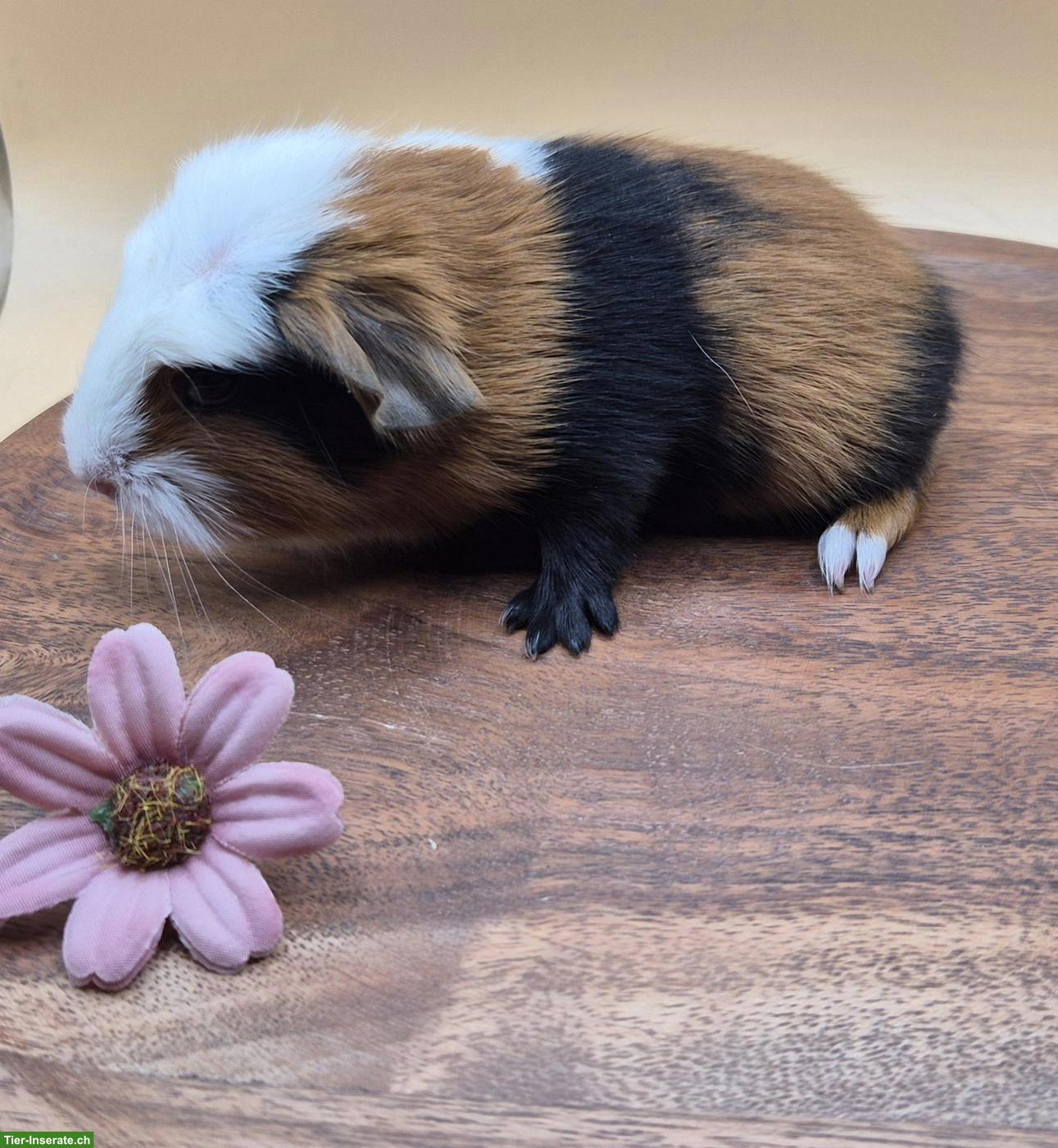 Bild 6: Super süsse Meerschweinchen Frühkastraten