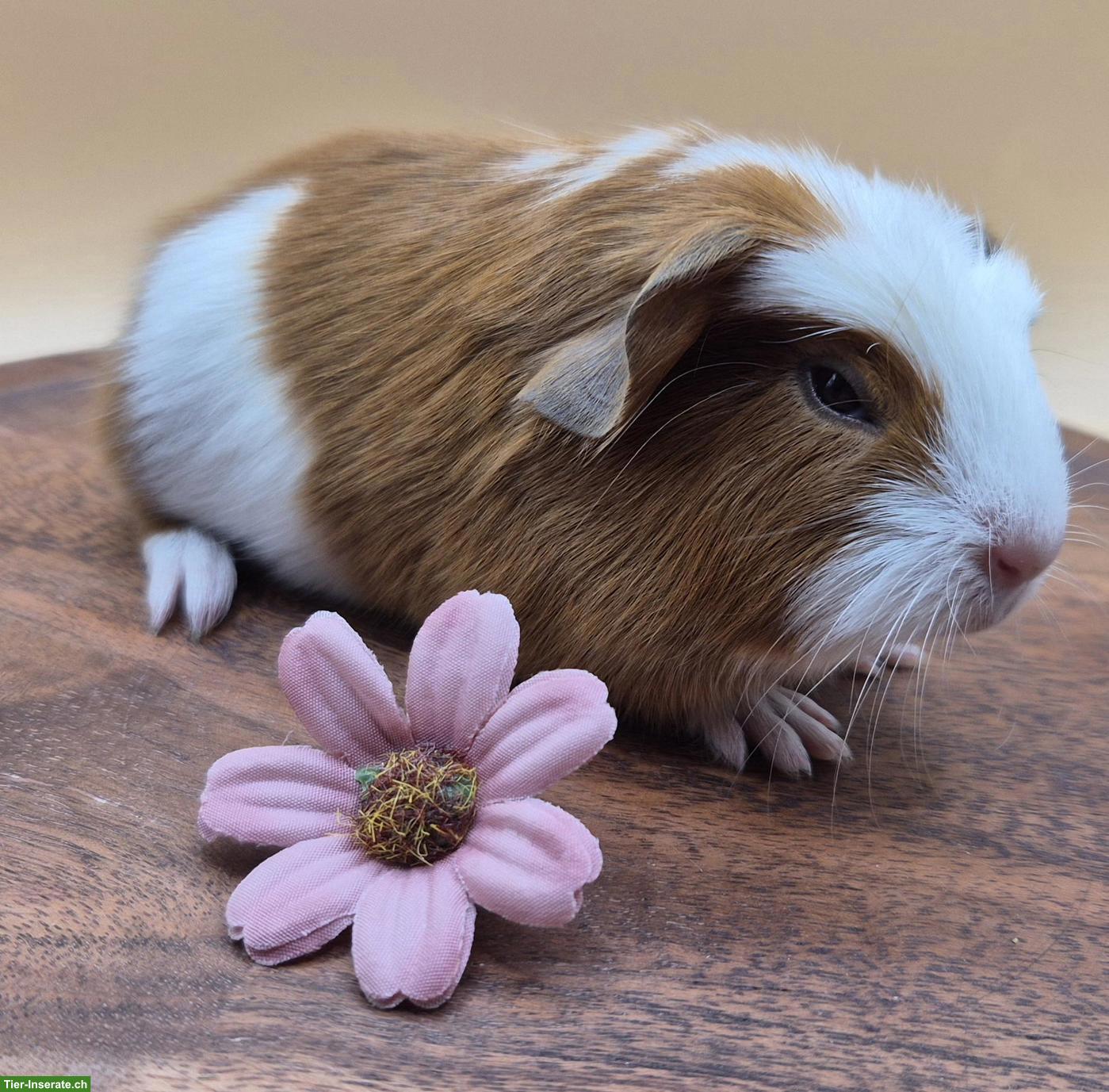 Bild 7: Super süsse Meerschweinchen Frühkastraten