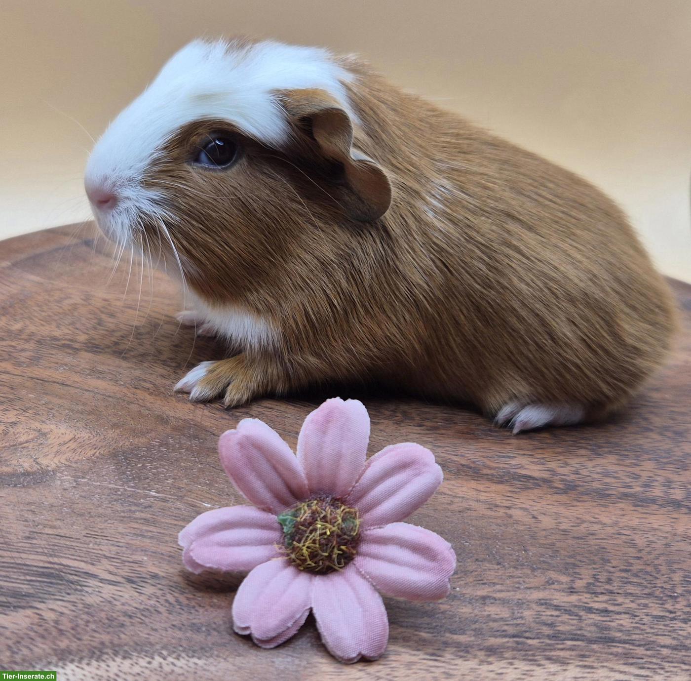 Bild 8: Super süsse Meerschweinchen Frühkastraten