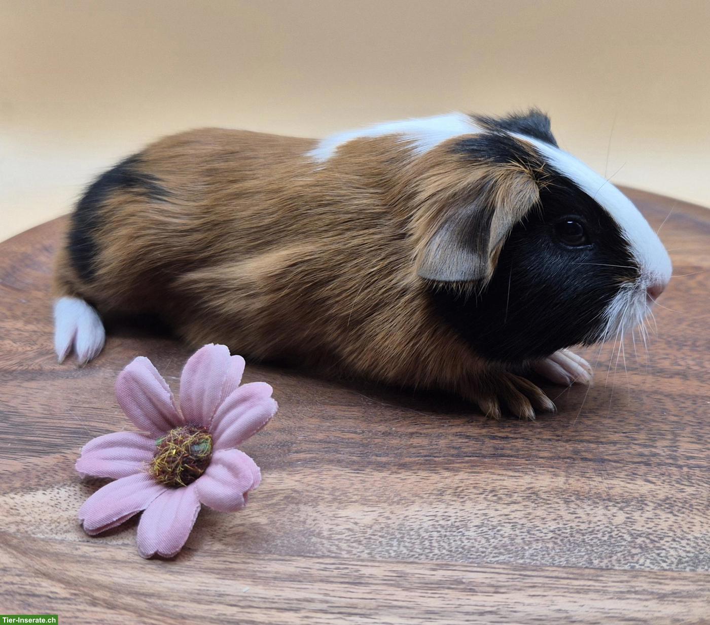 Bild 9: Super süsse Meerschweinchen Frühkastraten