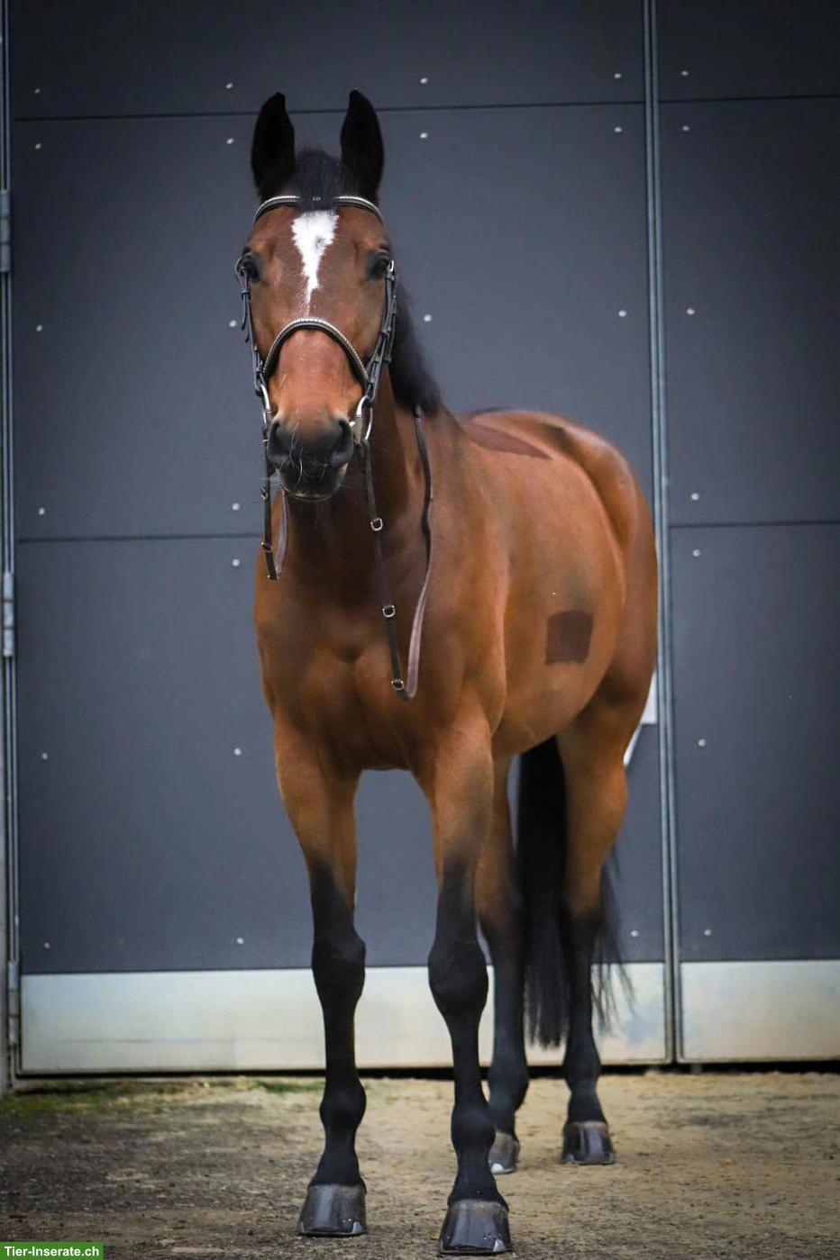 Belgische Sportpferd-Stute, 10-jährig