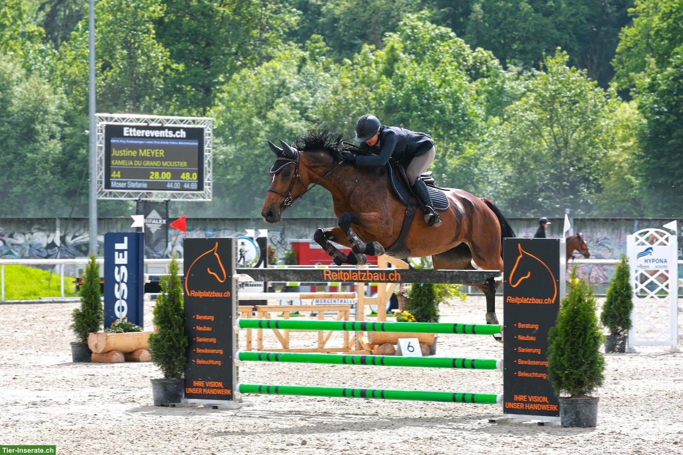 Bild 3: Belgische Sportpferd-Stute, 10-jährig