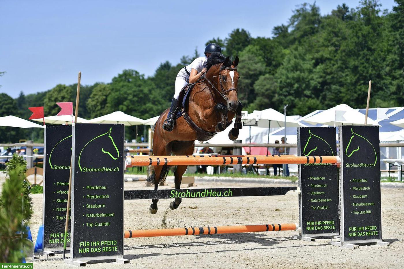 Bild 4: Belgische Sportpferd-Stute, 10-jährig