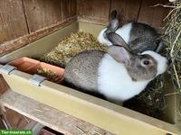 Holländer Kaninchen zu verkaufen