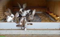 6 junge Kaninchen zu verkaufen