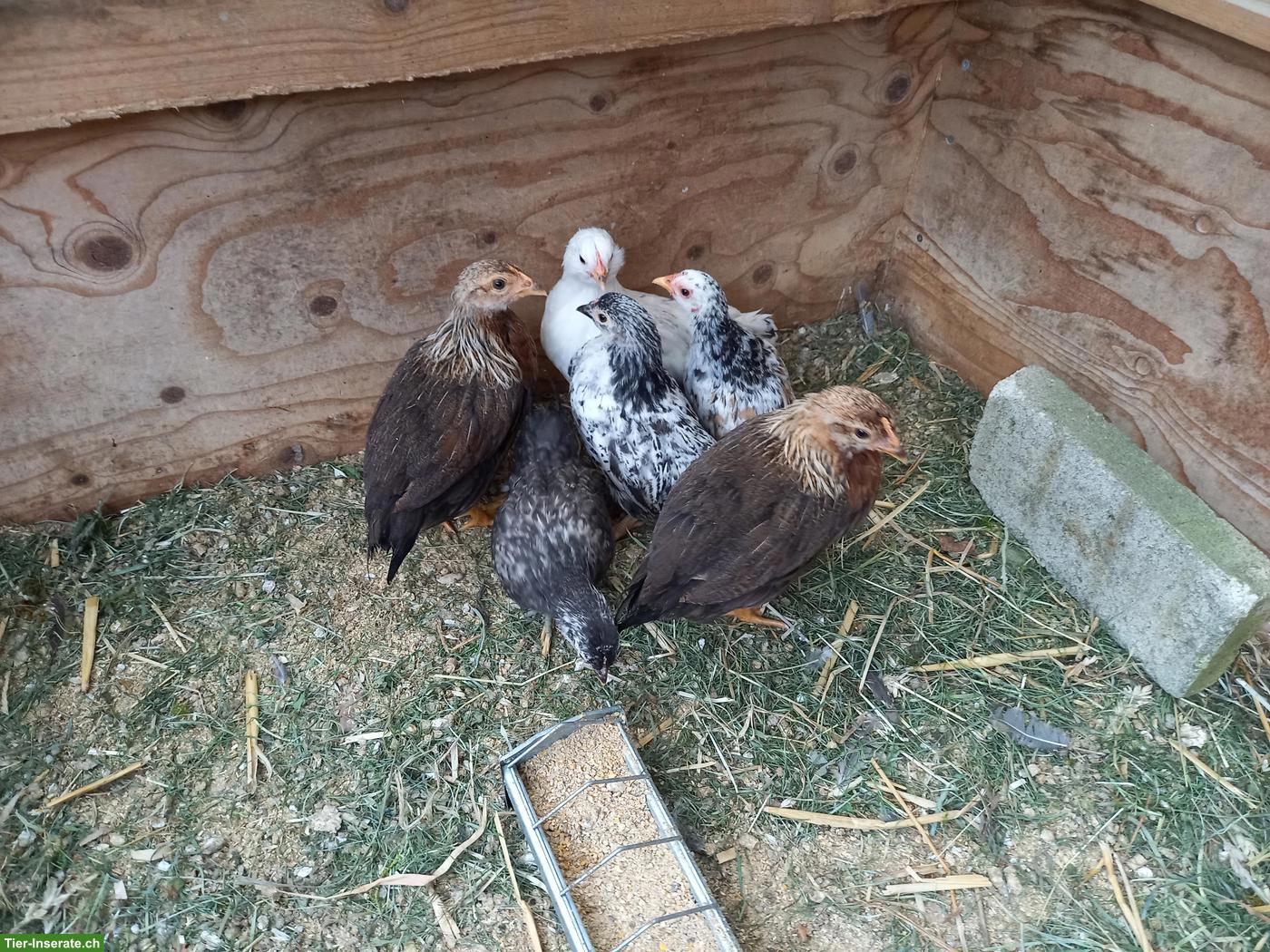4 Mischling-Küken & 2 Welsumer-Küken