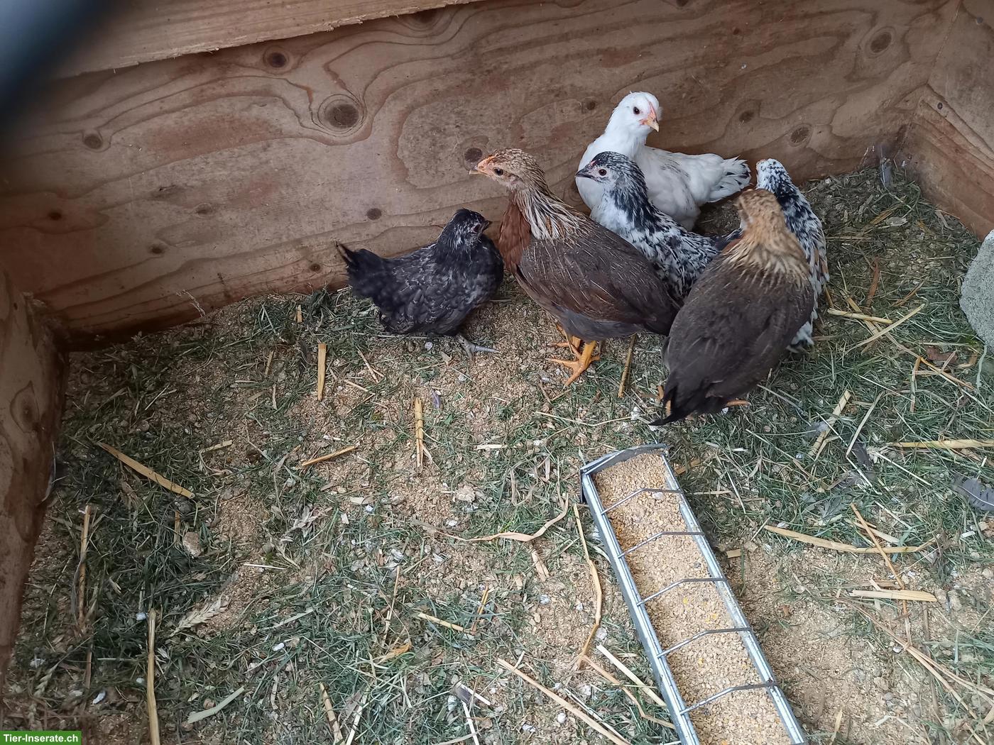 Bild 2: 4 Mischling-Küken & 2 Welsumer-Küken