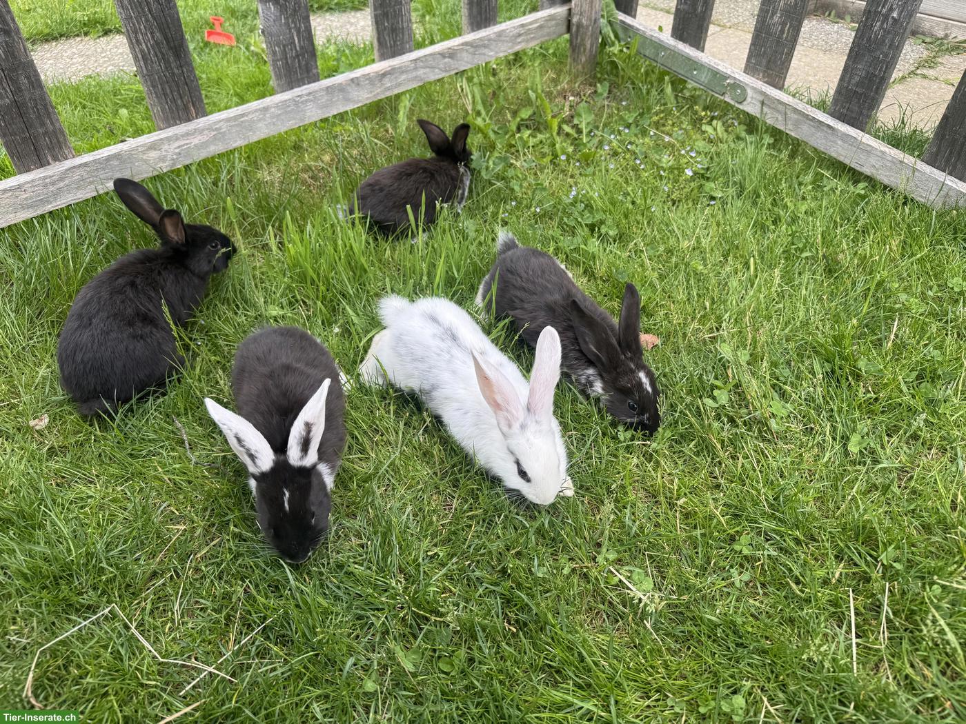 Bild 2: Junge süsse Kaninchen, an Kindern gewöhnt
