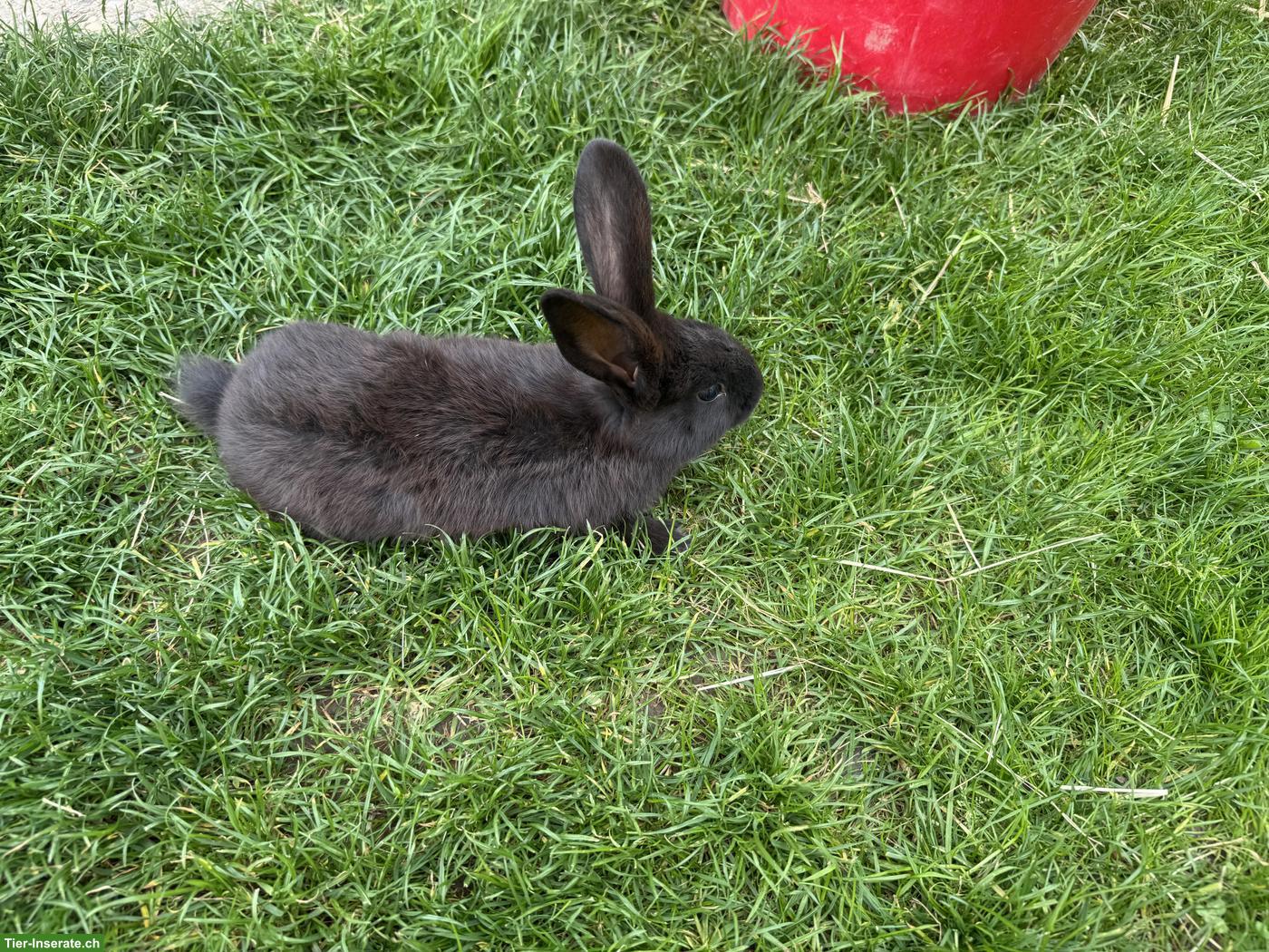 Bild 4: Junge süsse Kaninchen, an Kindern gewöhnt
