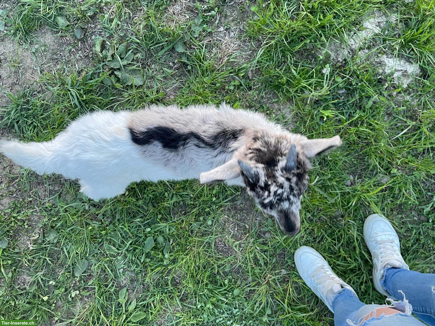 Bild 3: Junger Kupferhalsziegen-Bock zu verkaufen