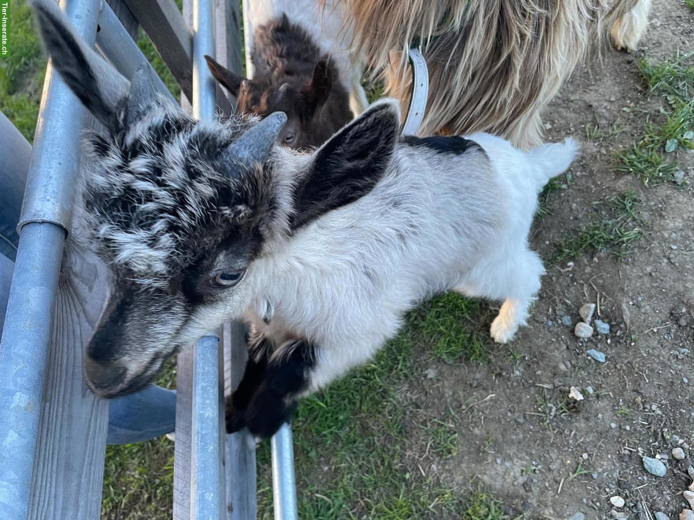 Bild 4: Junger Kupferhalsziegen-Bock zu verkaufen