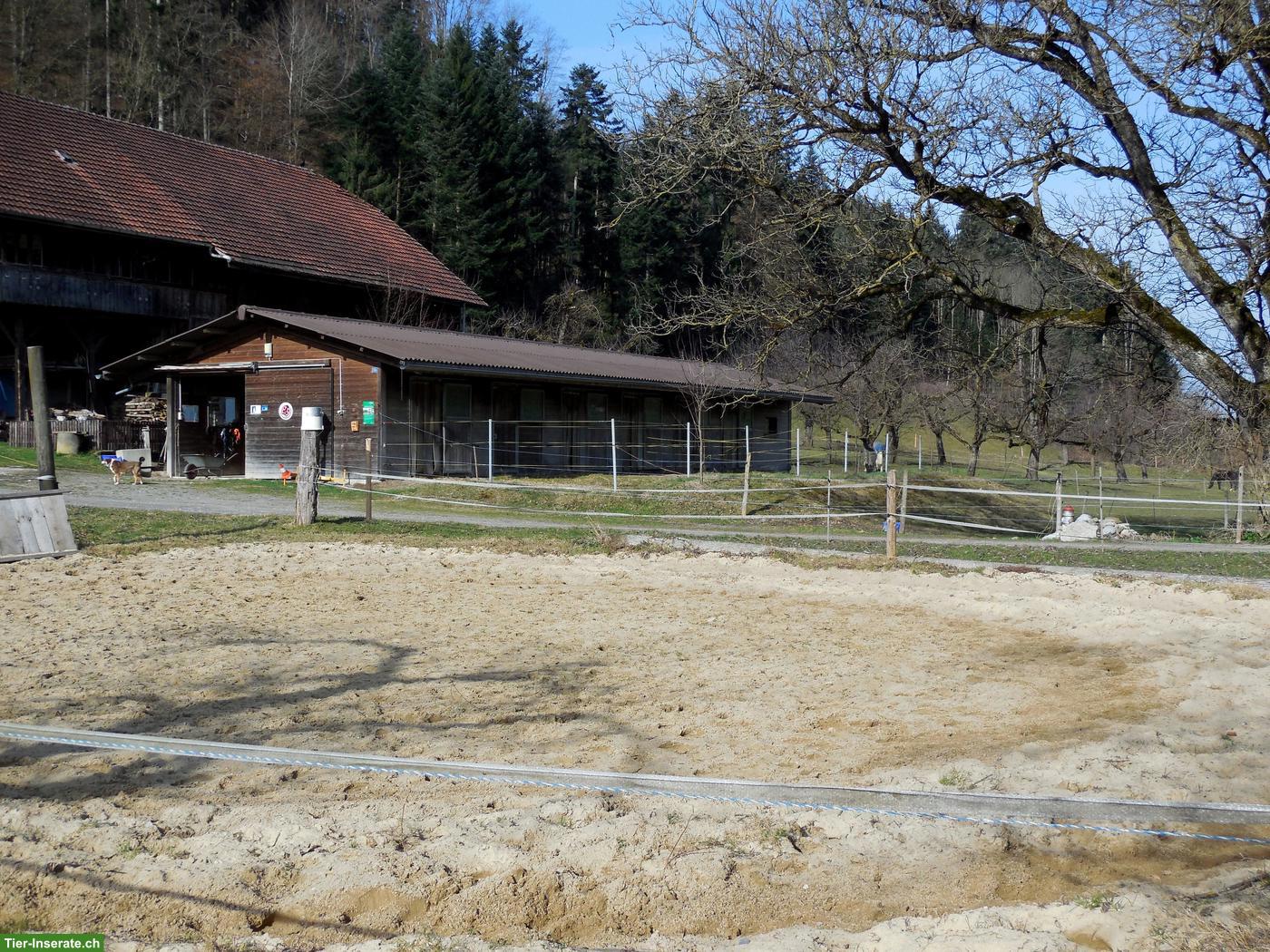 Bild 4: Auslaufboxen mit direktem Auslauf zu vermieten in Köniz BE