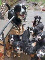 Bellissimi cuccioli Bovaro Bernese | Berner Sennenhund Welpen