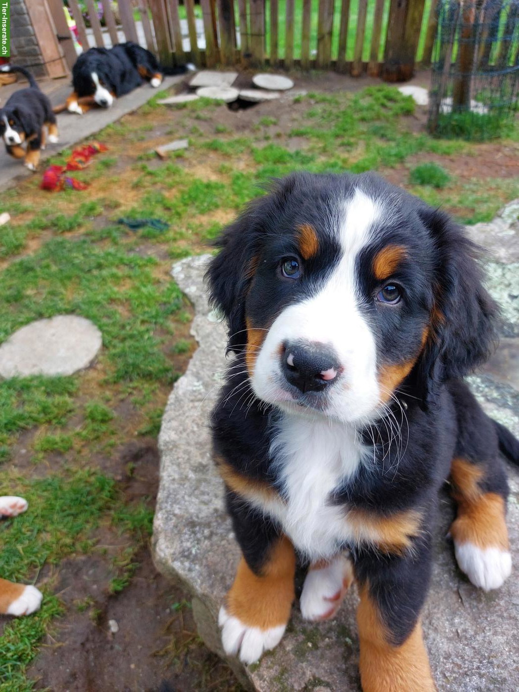 Bild 2: Bellissimi cuccioli Bovaro Bernese | Berner Sennenhund Welpen