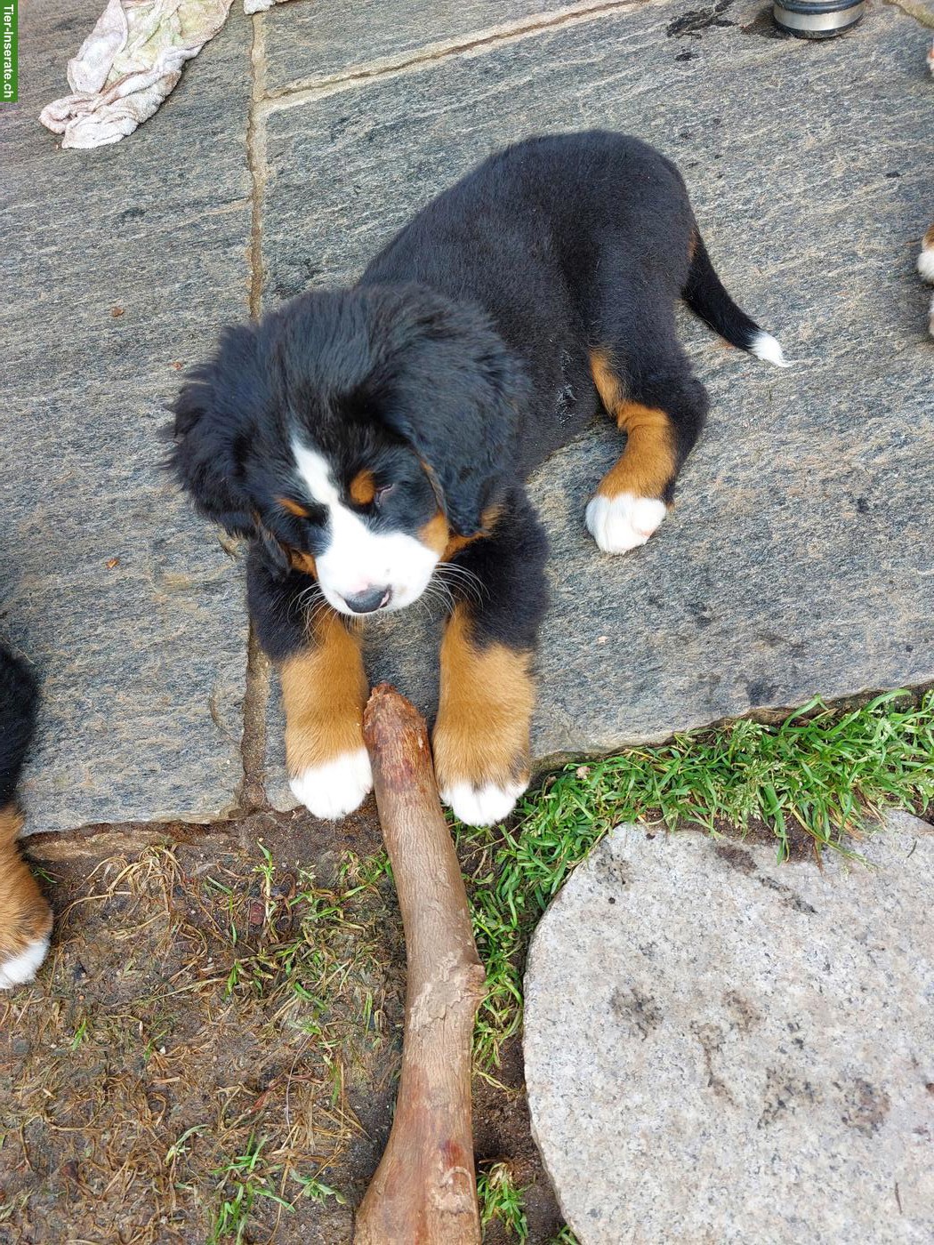 Bild 3: Bellissimi cuccioli Bovaro Bernese | Berner Sennenhund Welpen