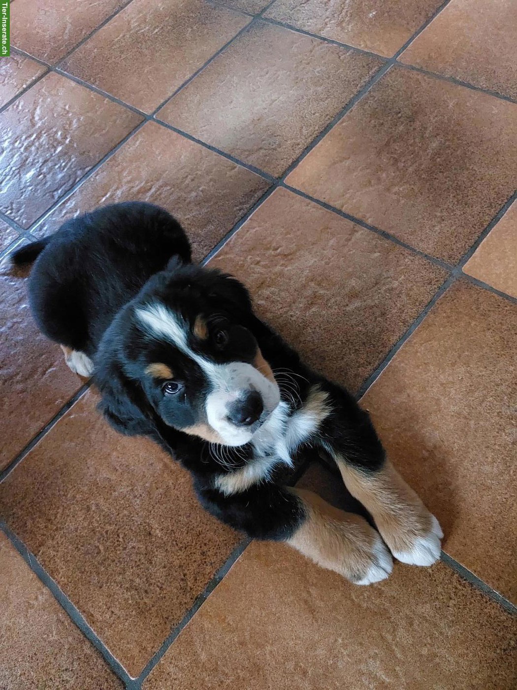 Bild 4: Bellissimi cuccioli Bovaro Bernese | Berner Sennenhund Welpen