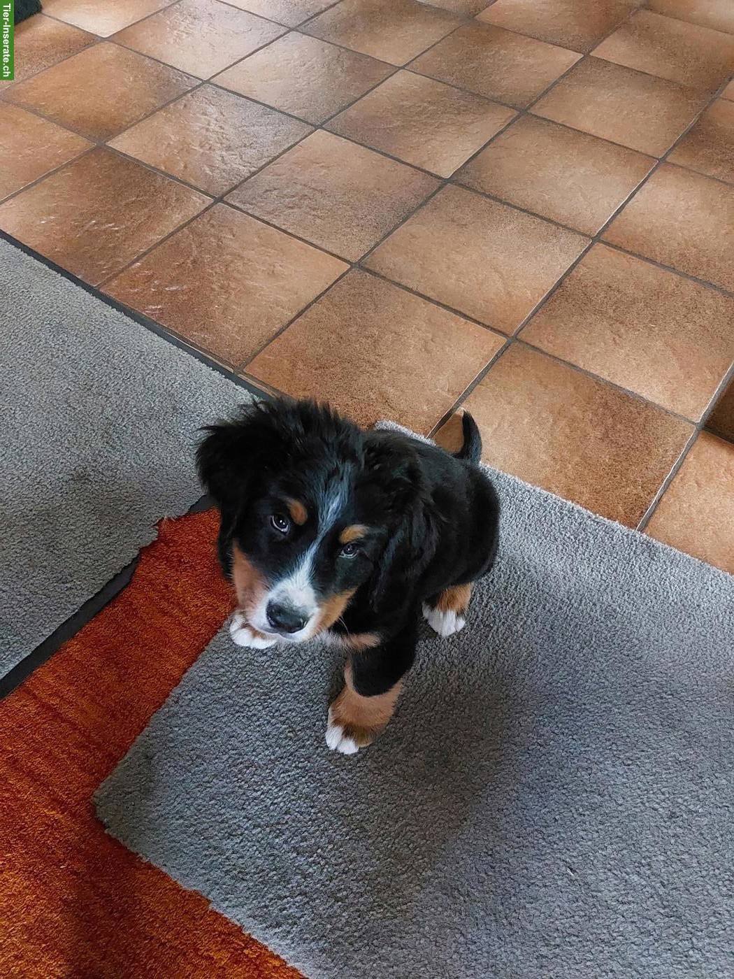 Bild 5: Bellissimi cuccioli Bovaro Bernese | Berner Sennenhund Welpen