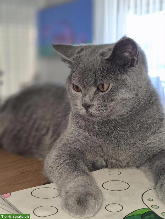 Britisch Kurzhaar Katze, 2-jährig zu verkaufen