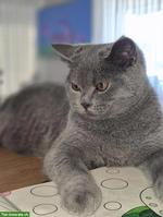 Britisch Kurzhaar Katze, 2-jährig zu verkaufen