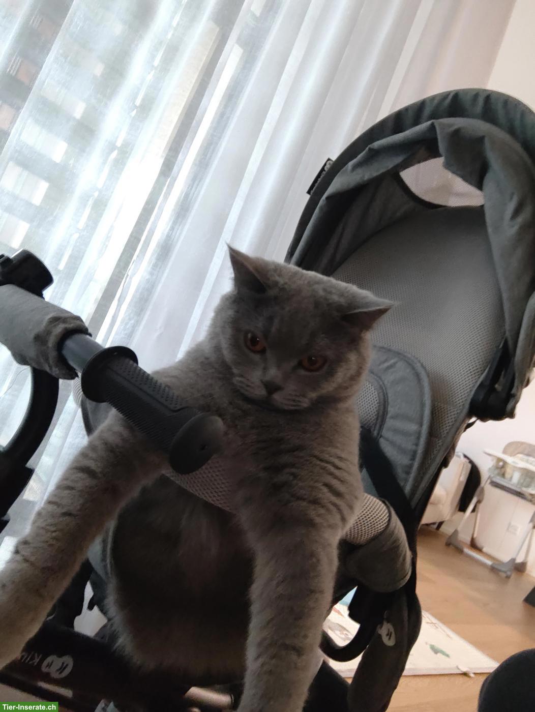 Bild 2: Britisch Kurzhaar Katze, 2-jährig zu verkaufen