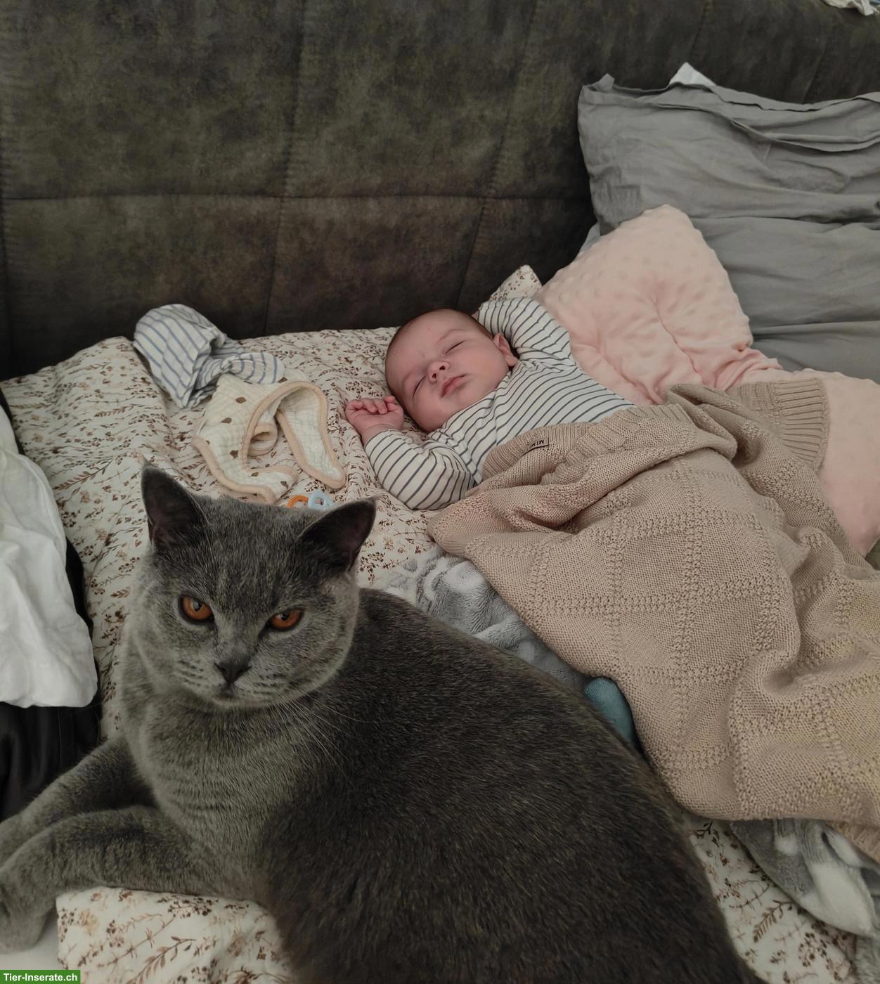 Bild 3: Britisch Kurzhaar Katze, 2-jährig zu verkaufen
