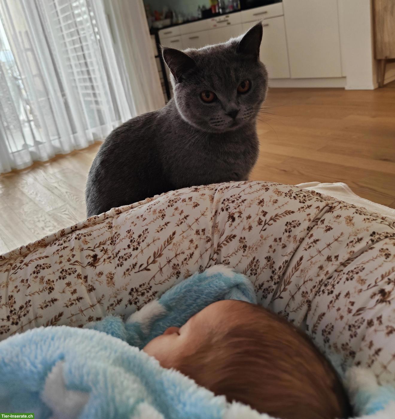 Bild 4: Britisch Kurzhaar Katze, 2-jährig zu verkaufen