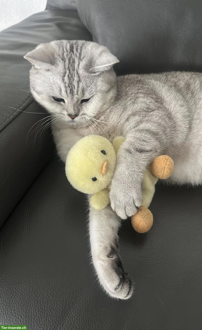 Britisch Kurzhaar Kater Momo sucht liebes Zuhause