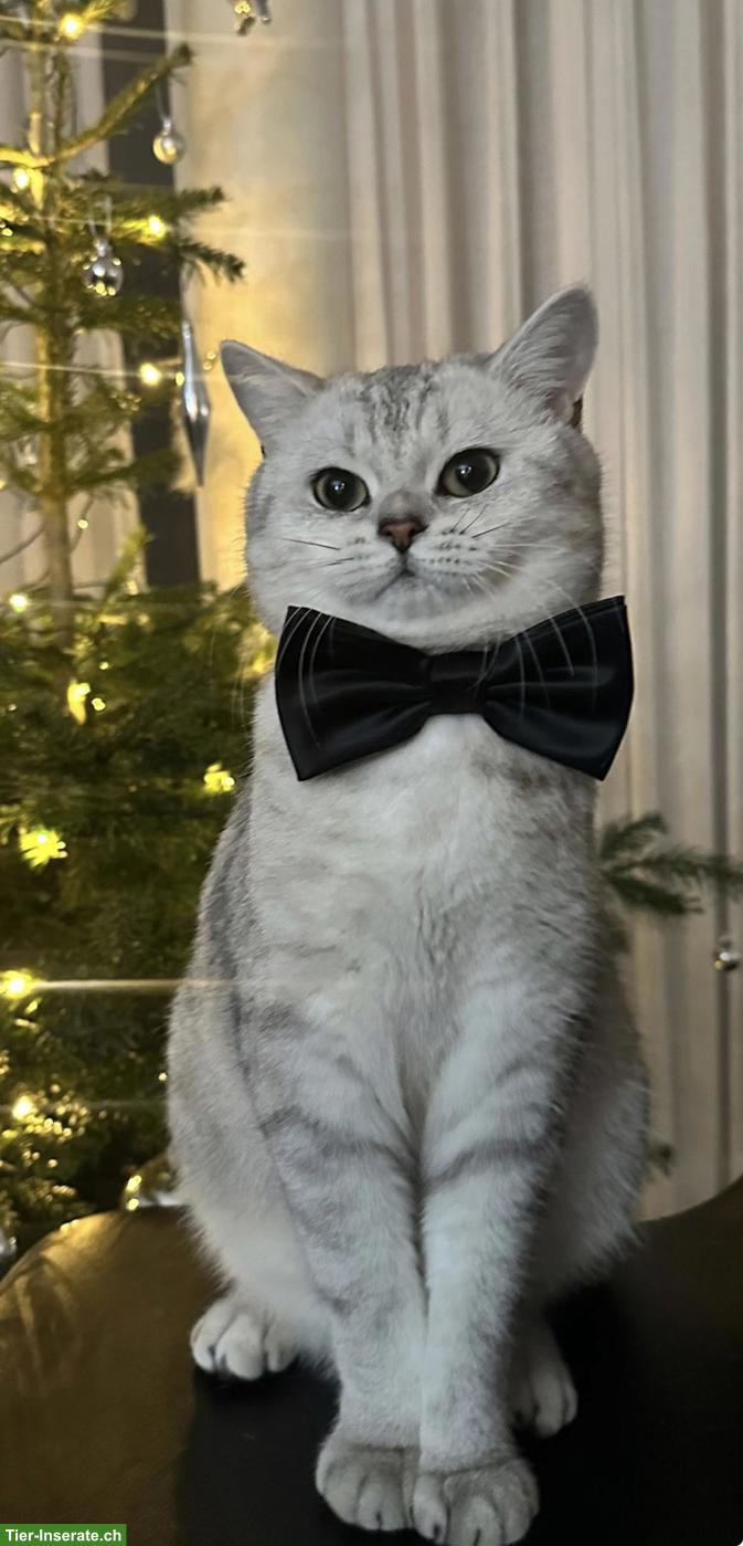 Bild 2: Britisch Kurzhaar Kater Momo sucht liebes Zuhause