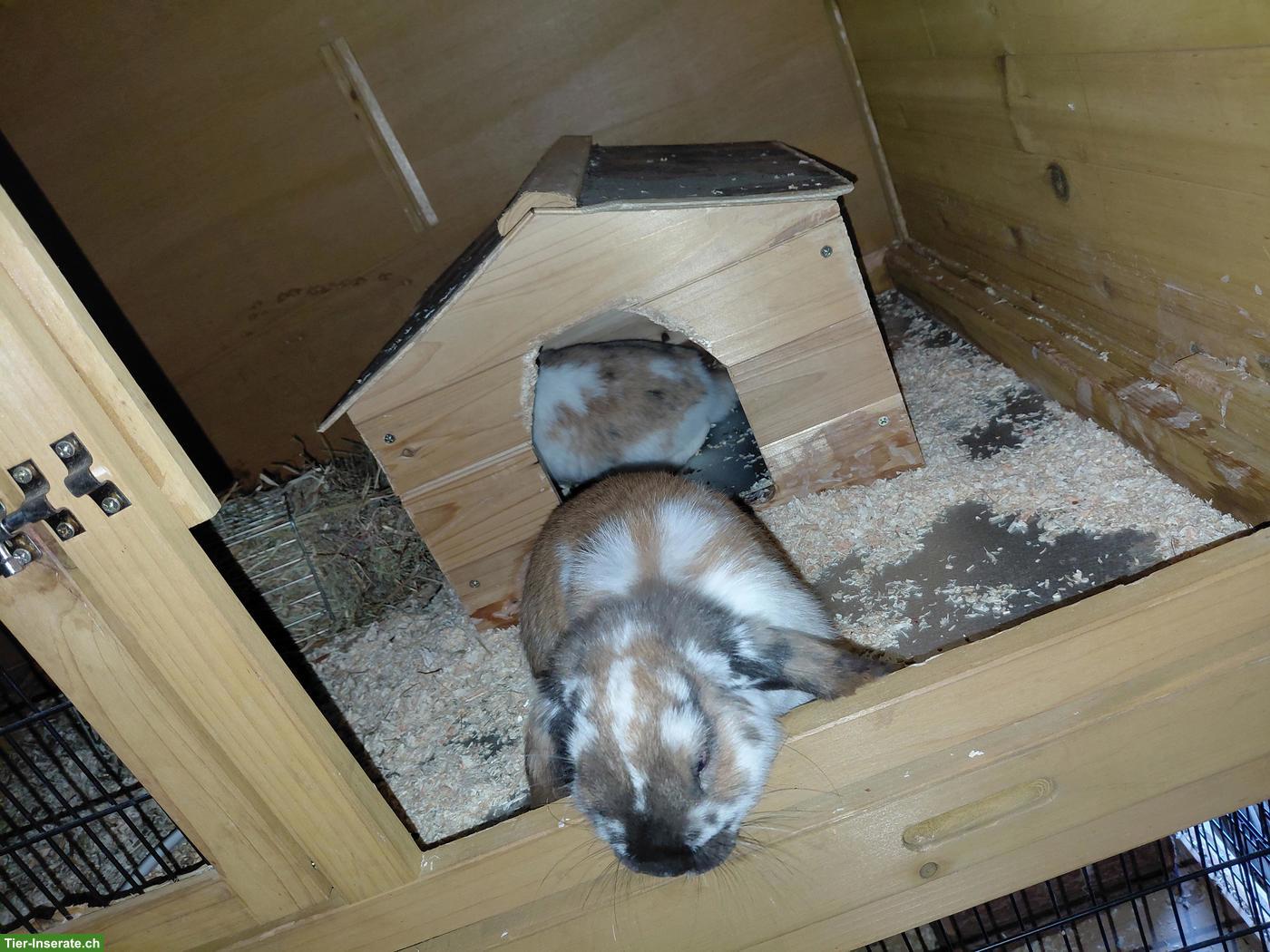 Bild 2: Zwergwidder Kaninchen inkl. STALL & Zubehör zu verkaufen