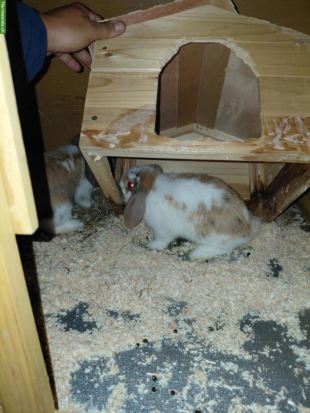 Bild 3: Zwergwidder Kaninchen inkl. STALL & Zubehör zu verkaufen