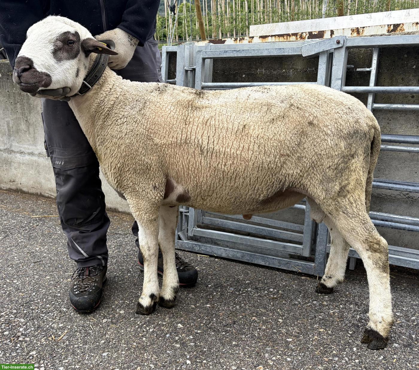 Bild 2: 1,5-jähriger Spiegelschafbock zu verkaufen