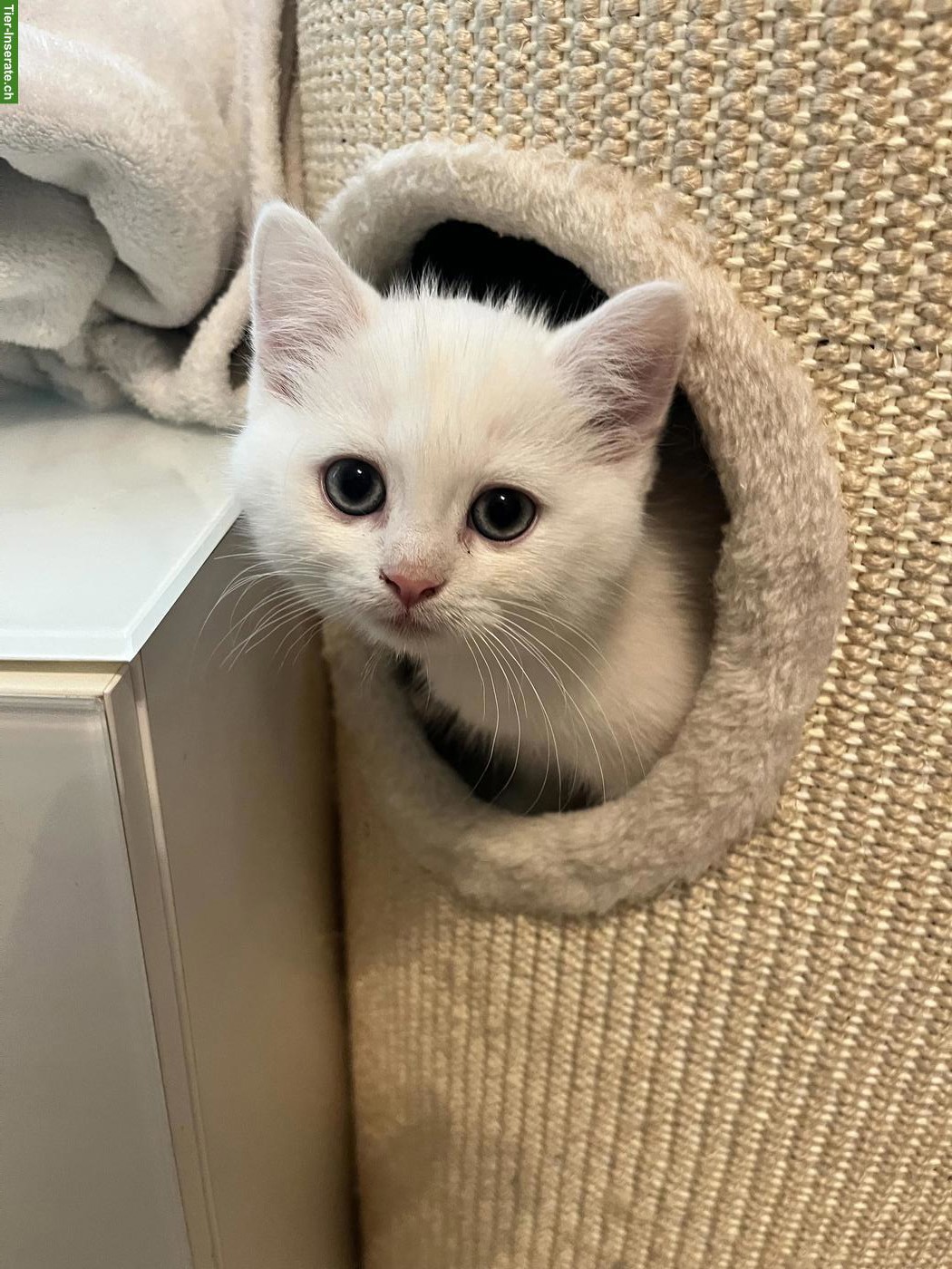 Junges BKH Kitten männlich, stubenrein