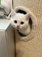 BKH Kitten männlich, stubenrein