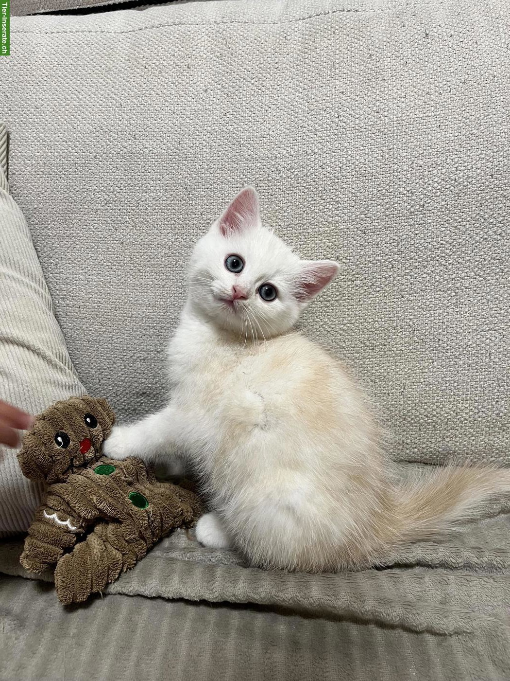 Bild 2: Junges BKH Kitten männlich, stubenrein