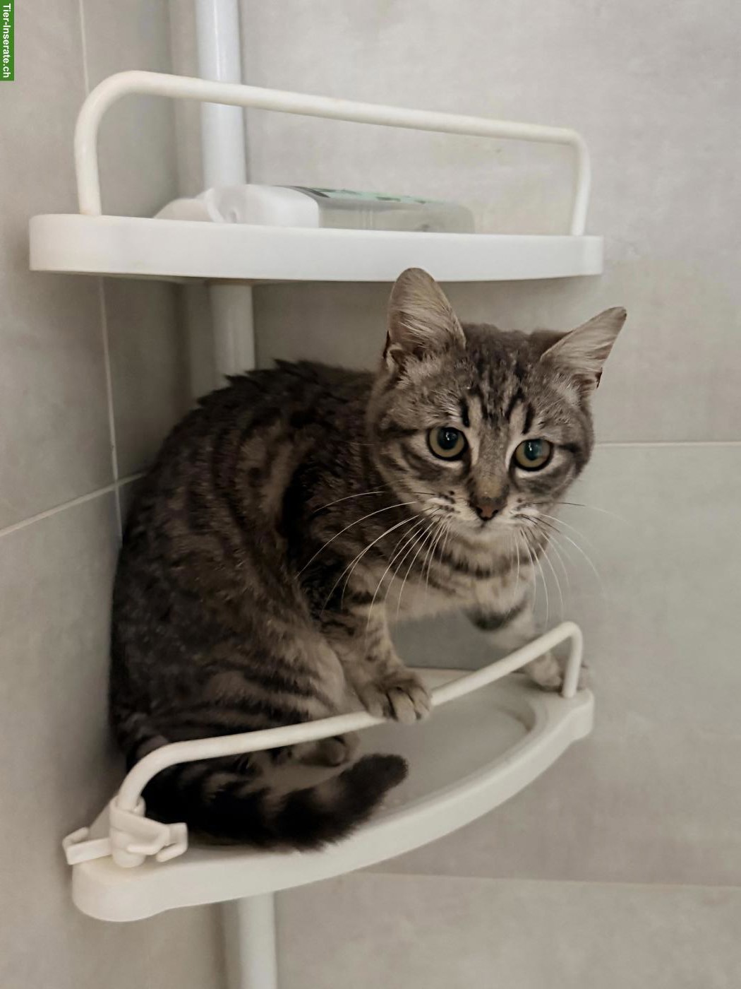 Kleine Katze Minerva sucht Zuhause