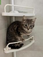 Kleine Katze Minerva sucht Zuhause
