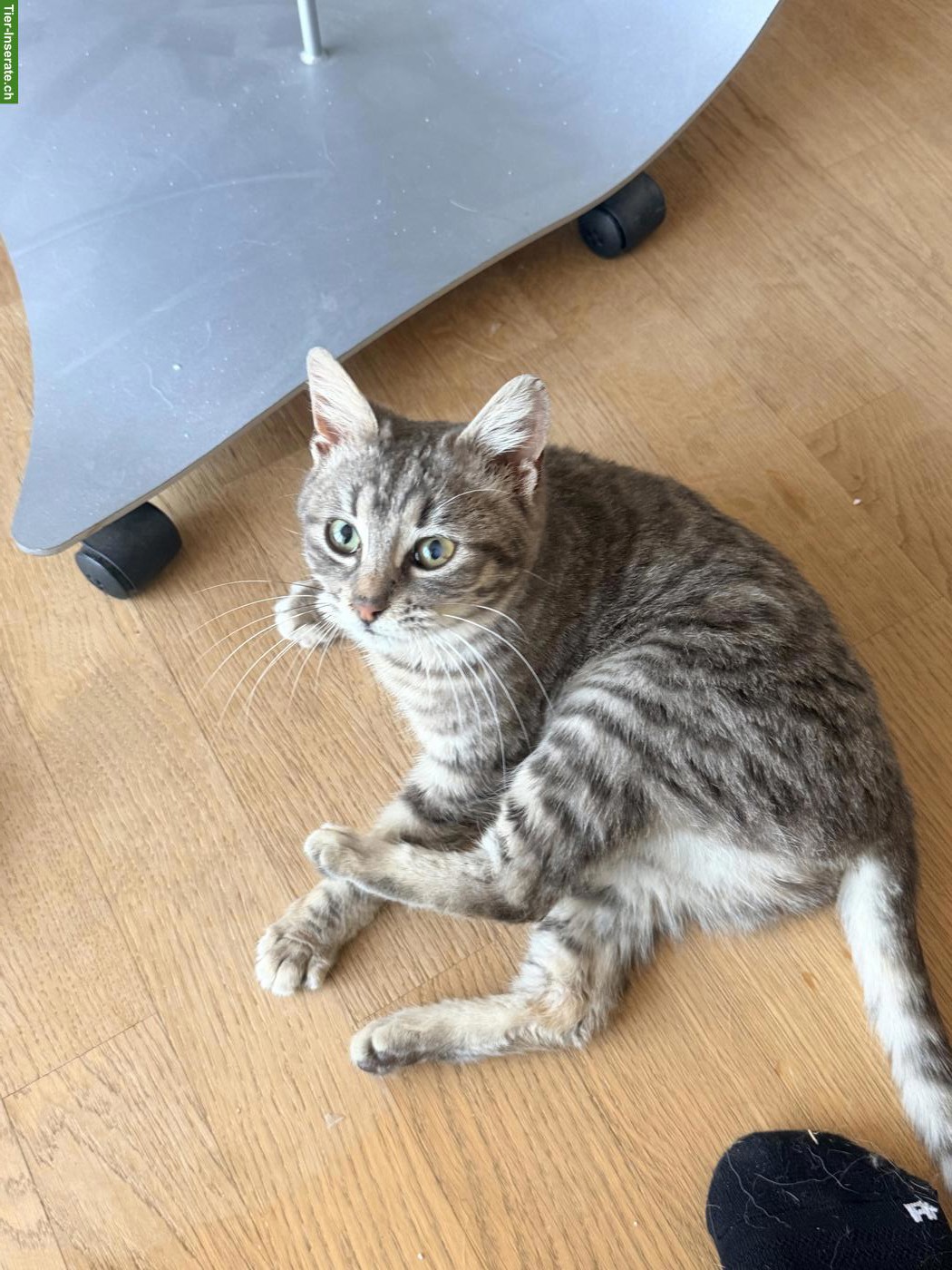 Bild 2: Kleine Katze Minerva sucht Zuhause