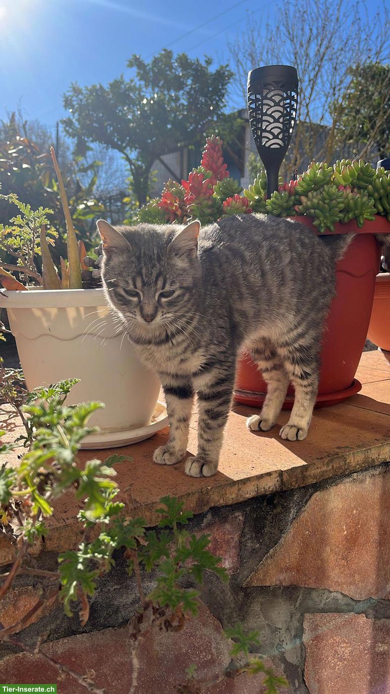 Bild 3: Kleine Katze Minerva sucht Zuhause