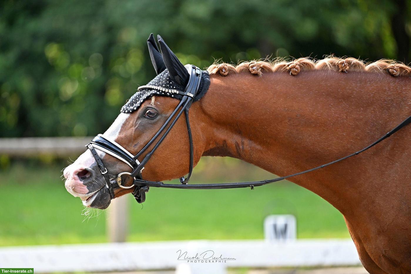 7-jähriger Deutscher Reitpony Wallach, 148 cm