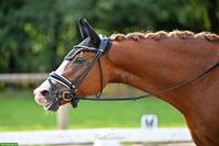 7-jähriger Deutscher Reitpony Wallach, 148 cm