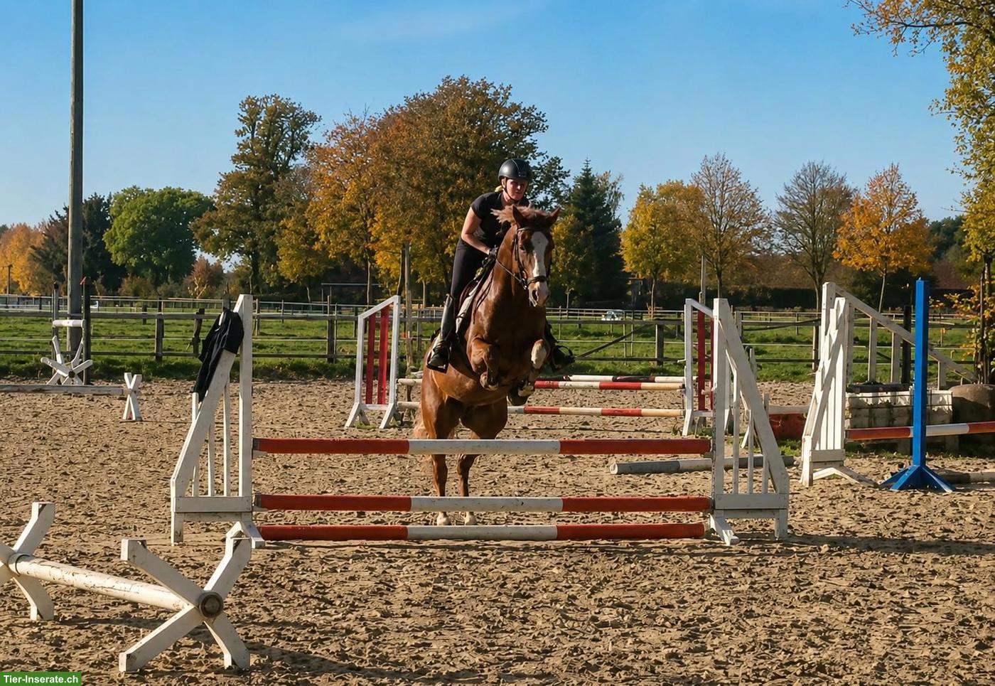 Bild 2: 7-jähriger Deutscher Reitpony Wallach, 148 cm