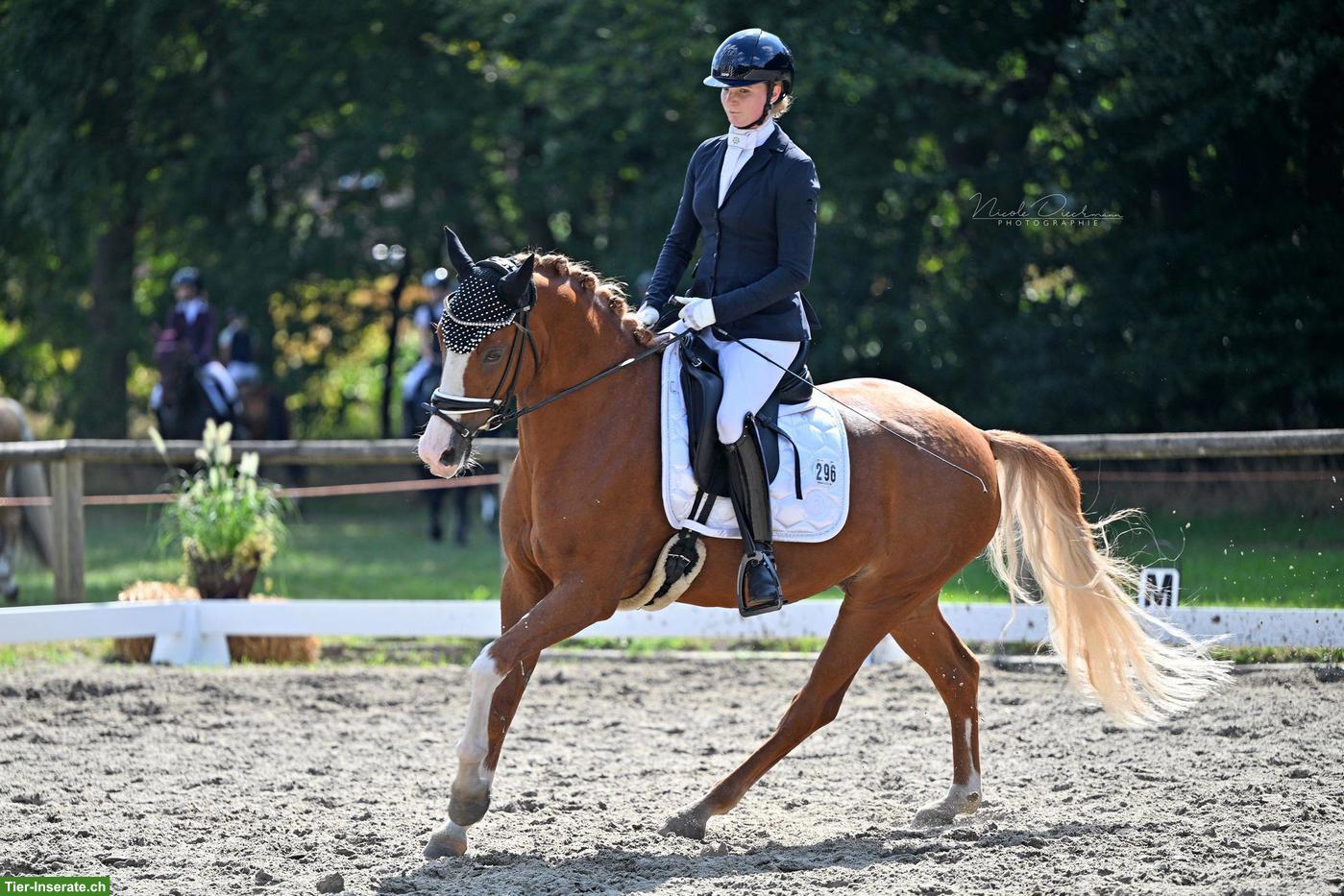 Bild 3: 7-jähriger Deutscher Reitpony Wallach, 148 cm