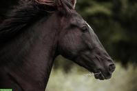 Reitbeteiligung auf 6-jähriger PRE Stute in Lauchringen DE