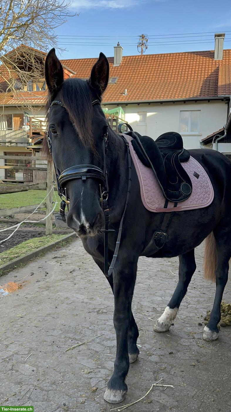 Bild 3: Reitbeteiligung auf 6-jähriger PRE Stute in Lauchringen DE