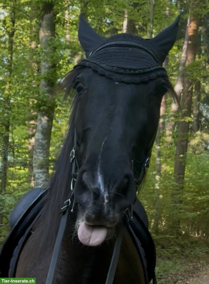 Bild 4: Reitbeteiligung auf 6-jähriger PRE Stute in Lauchringen DE