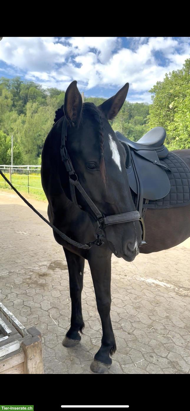 Bild 5: Reitbeteiligung auf 6-jähriger PRE Stute in Lauchringen DE