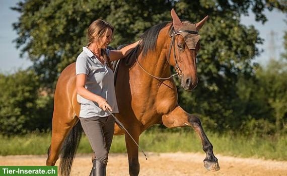 Coachings für Reiter und Pferd