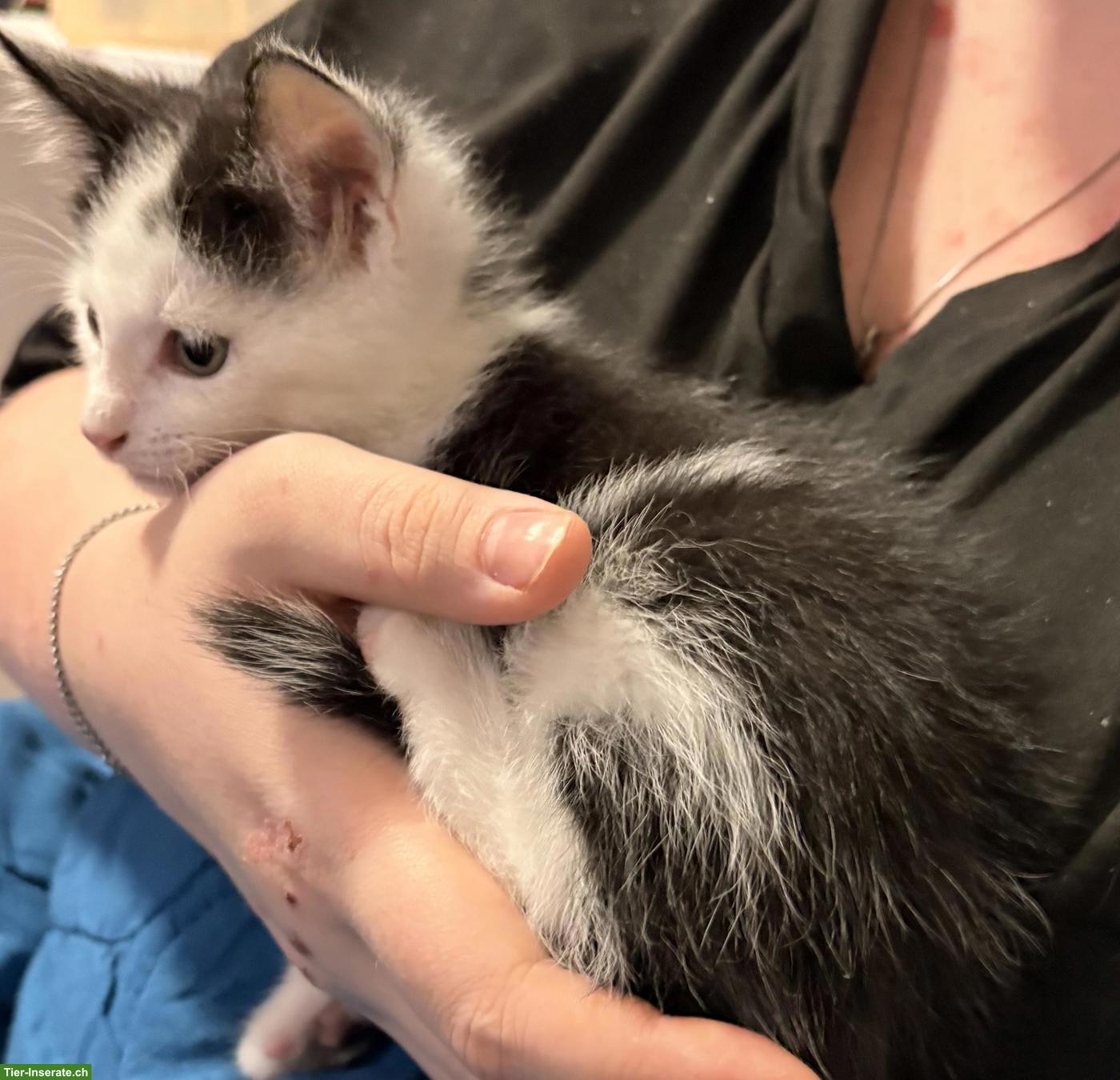Bild 2: Letztes Maine Coon Mischling Kitten, männlich, stubenrein