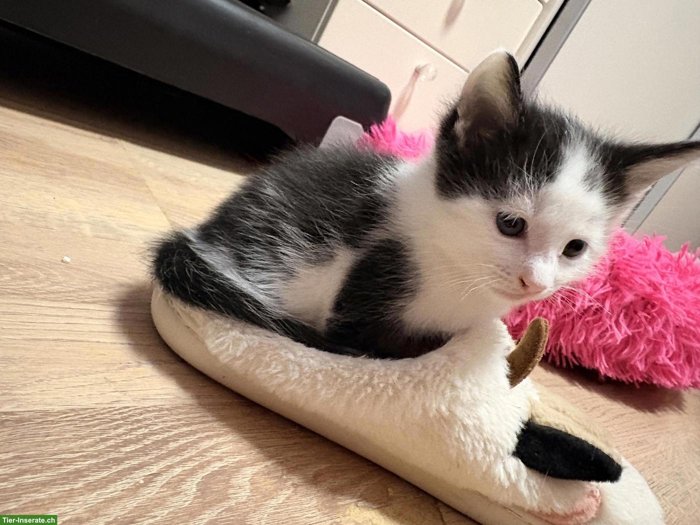Bild 3: Letztes Maine Coon Mischling Kitten, männlich, stubenrein